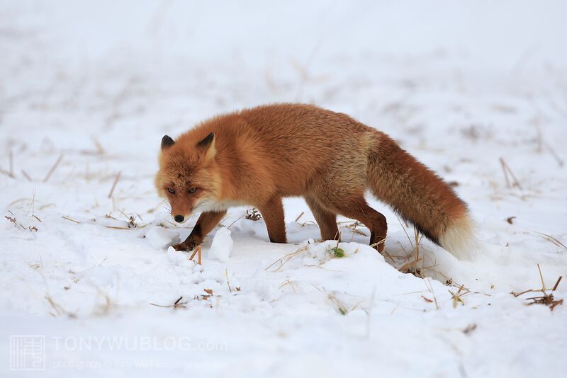 파일:Red-fox-sakhalin-subspecies-vulpes-vulpes-schrencki-japan-201401-32.jpg