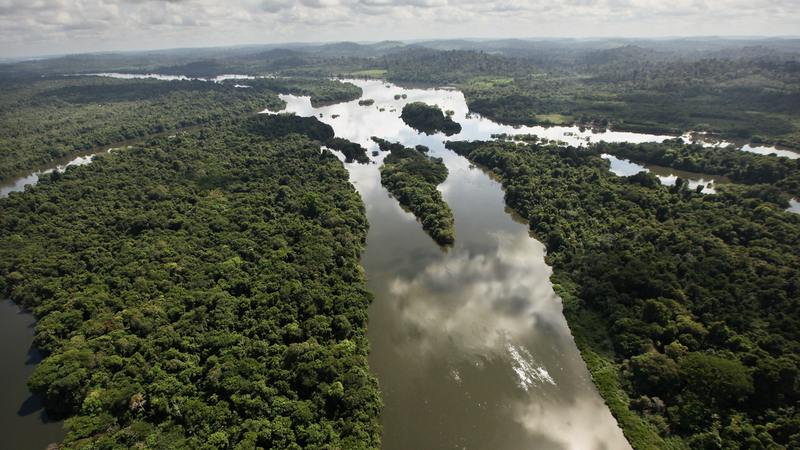 파일:아마존 우림.png